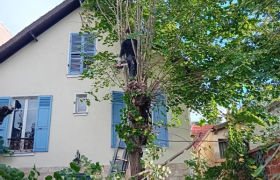Taille de tilleuls avec évacuation et nettoyage